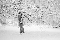 Sola arbo en vintro / Winterwelt