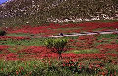 Riding through red flowers................