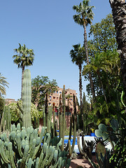 Cacti and Palms