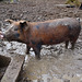 happy as a pig in mud
