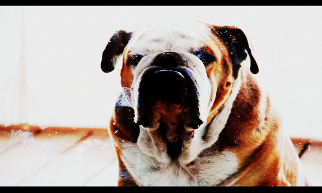 bully bully