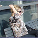 Blonde léopardienne en bottes à talons hauts et verres fumés-  Leopard blond mature with sunglasses and high-heeled Boots- Aéroport de Montréal PET- Montreal PET airport.