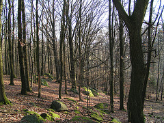 Odenwald - Wanderweg zum Götzenstein
