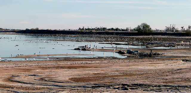 West Shore Gulls (2430)