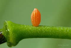 Orange Tip Butterfly Egg.