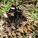 Red Admiral Side