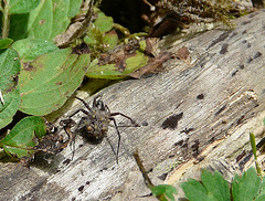 Spotted Wolf Spider with Spiderlings 2