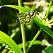 Beautiful China Mark Moth