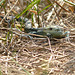 Common Lizard Baby 1