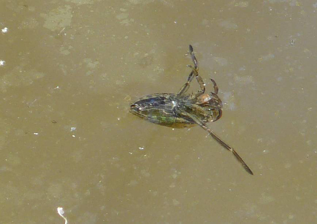 Backswimmer Bug