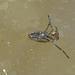 Backswimmer Bug