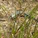 Common Lizard Baby 2