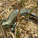 Common Lizard Baby 3