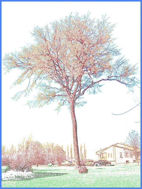 Arbre au long tronc / Long trunk tree - Contours de couleur / Dans ma ville - Hometown /  5 mai 2008