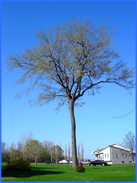 Long trunk tree / Long trunk tree - Version améliorée - Dans ma ville / Hometown / 5 mai 2008.