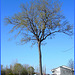 Long trunk tree / Long trunk tree - Version améliorée - Dans ma ville / Hometown / 5 mai 2008.