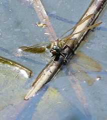 Hairy Dragonfly -Female