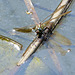Hairy Dragonfly -Female