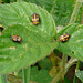 Ladybird Beetles Pupating