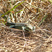 Common Lizard Baby 4