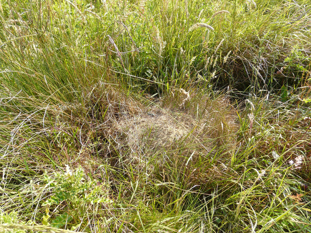 Rabbit Mound Lizard Spa