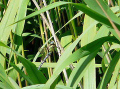 Hairy Dragonfly -Male