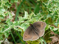 Meadow Brown -Female