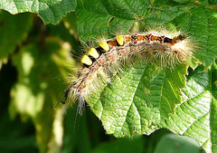 Vapourer Moth Caterpillar Also
