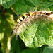 Vapourer Moth Caterpillar Also