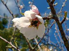 Flor de almendro con abeja.