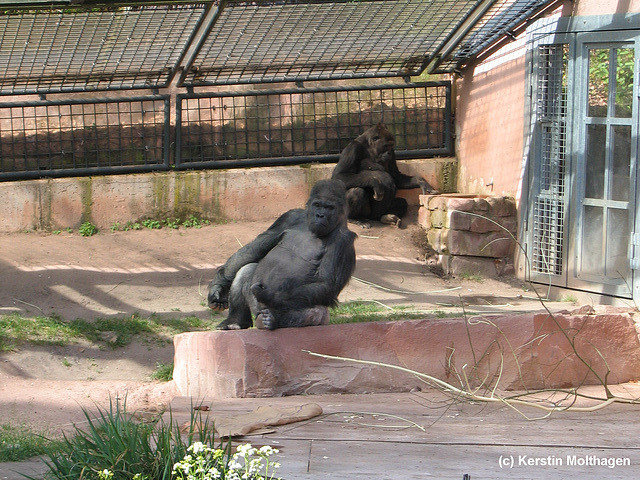 Gorillas (Nürnberg)