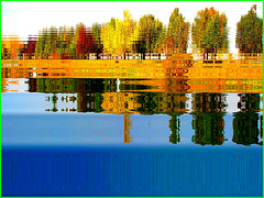 Reflet arborescent mouillé et multicolore. Photofiltre reflet dans l'eau. Dans ma ville / Hometown.