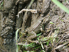 Common Frog Side