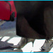 Dame blonde d'âge mûr en Bottes sexy et son chauffeur- Blond mature in sexy boots with her private driver-Montreal PET airport- Aéroport PET de Montréal. Photofiltre créations 2.