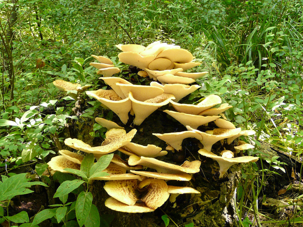 Fungi Tree