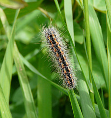Reed Dagger Moth Caterpillar - Top
