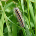 Reed Dagger Moth Caterpillar - Top