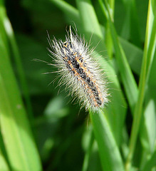 Reed Dagger Caterpillar Face