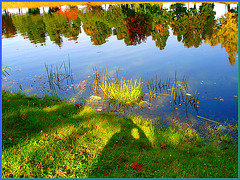 Reflet arborescent mouillé et multicolore / Wet and colourful reflection