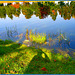 Reflet arborescent mouillé et multicolore / Wet and colourful reflection