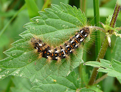 Knot Grass Caterpillar Top
