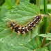 Knot Grass Caterpillar Top
