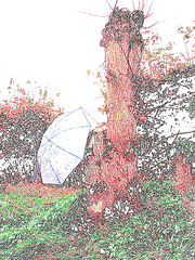 Arbre trapu et ombrelle bleue - Båstad / Suède. 21 octobre 2008.  Contour en couleur
