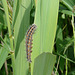 Reed Dagger Moth Caterpillar Side-Top