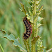 Knot Grass Caterpillar Side 2