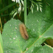 Muslin Moth Caterpillar