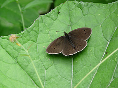 18 Bedgebury Pinetum Ringlet Butterfly -Female