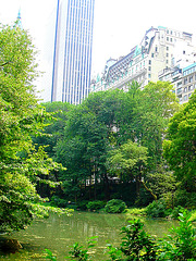 New-York city - Grenouilles & modernité surexposée /  Frogs & overexposed modernity.