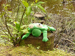 9 Bedgebury Pinetum Silly Frog