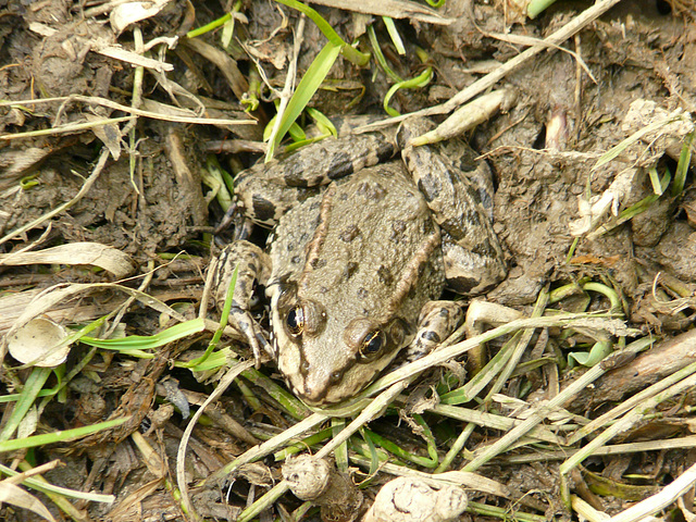 Common Frog Buried